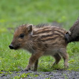 Young wild animals